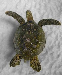 West Side Shadows...yes I like the Honu aka Hawaiian Gree... by Glenn Poulain 